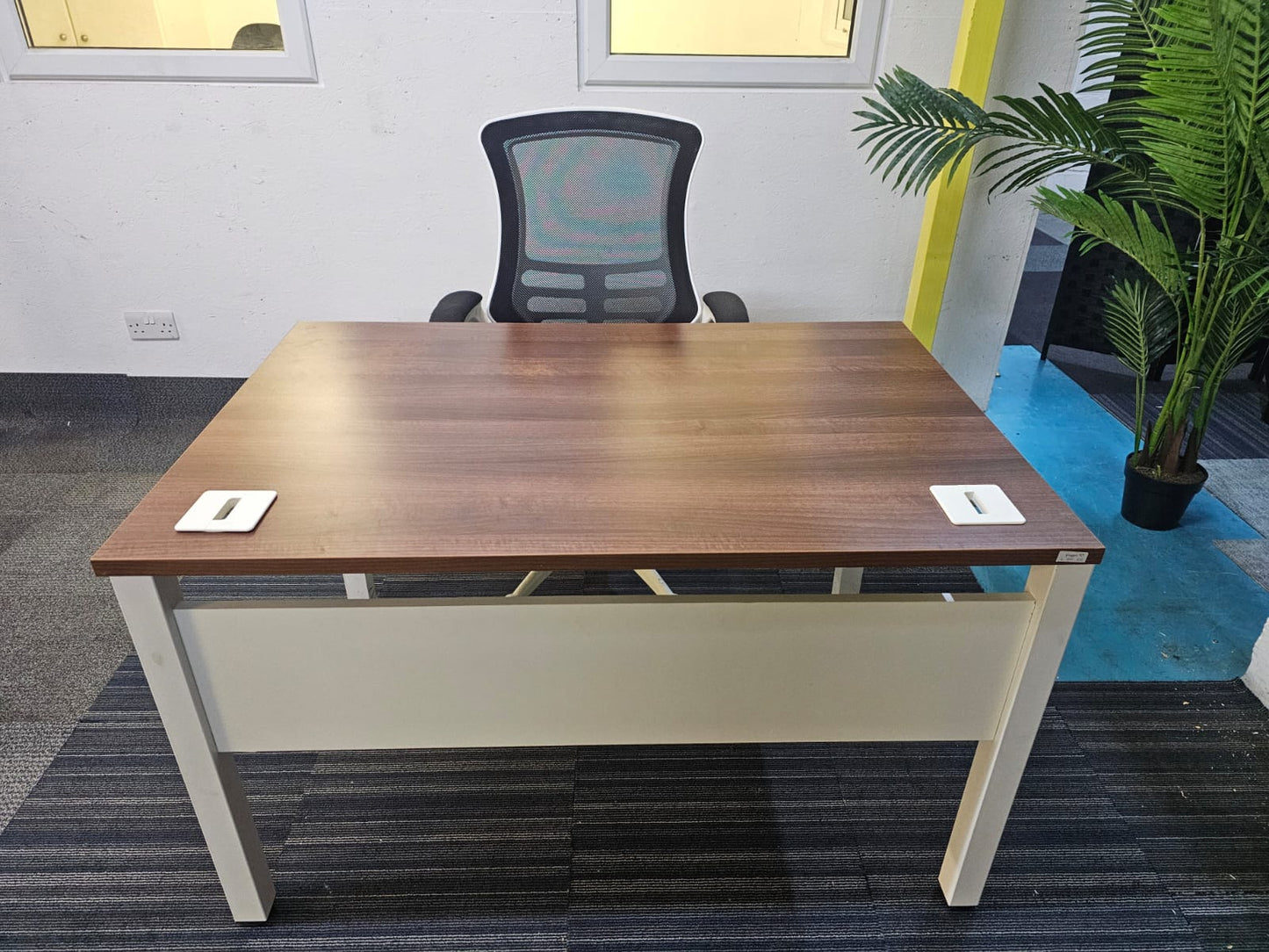 Walnut finish study desk with contrasting white legs and modesty panel