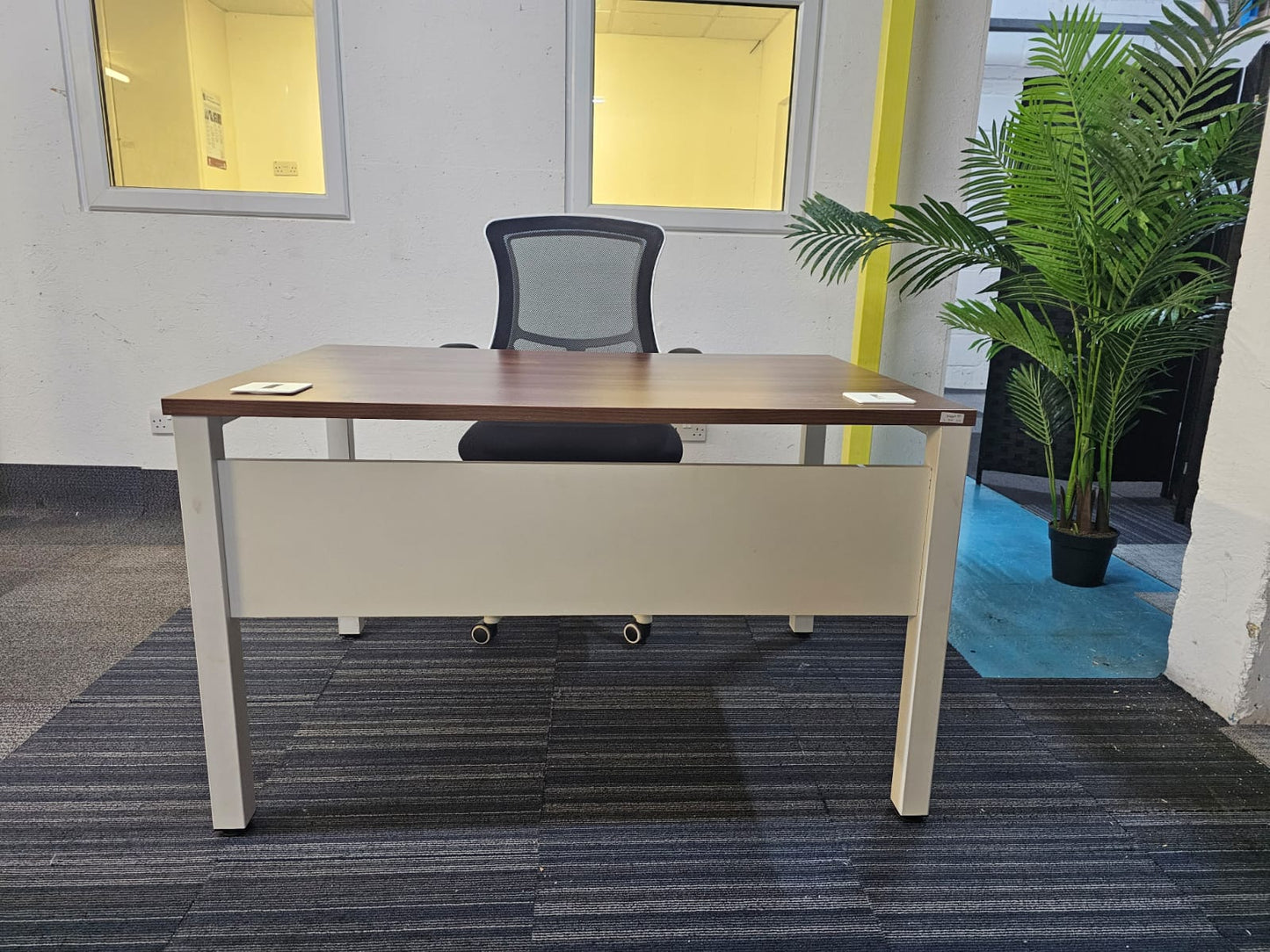 Walnut finish study desk with contrasting white legs and modesty panel