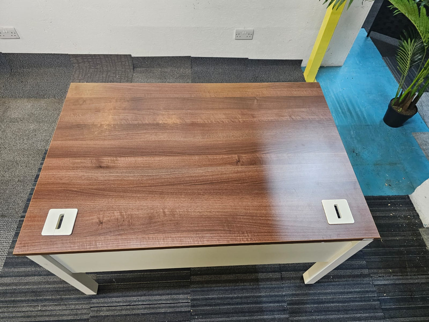 Walnut finish study desk with contrasting white legs and modesty panel