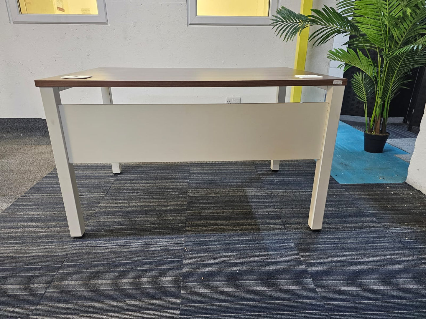 Walnut finish study desk with contrasting white legs and modesty panel