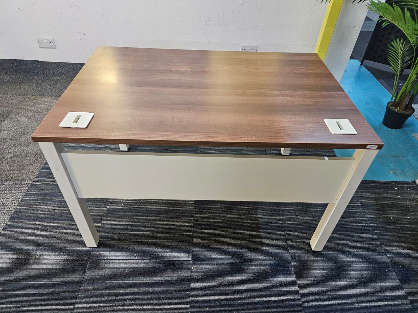 Walnut finish study desk with contrasting white legs and modesty panel