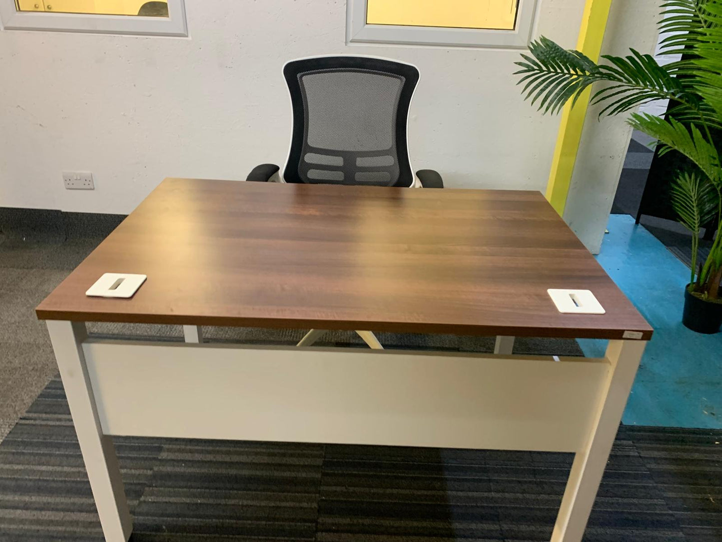 Walnut finish study desk with contrasting white legs and modesty panel