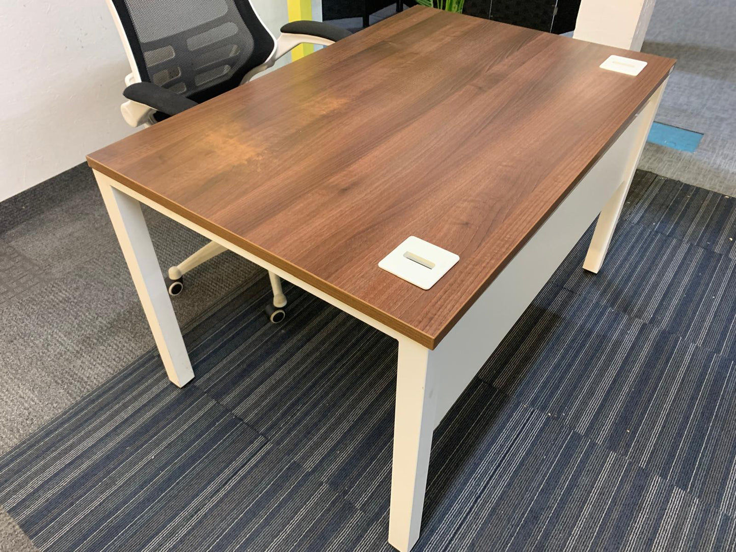 Walnut finish study desk with contrasting white legs and modesty panel