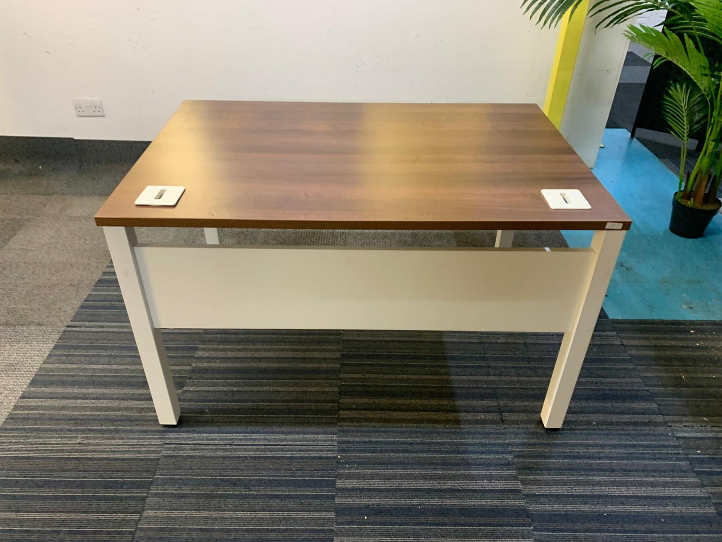 Walnut finish study desk with contrasting white legs and modesty panel