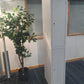 Tall green plant, office 2 door grey locker